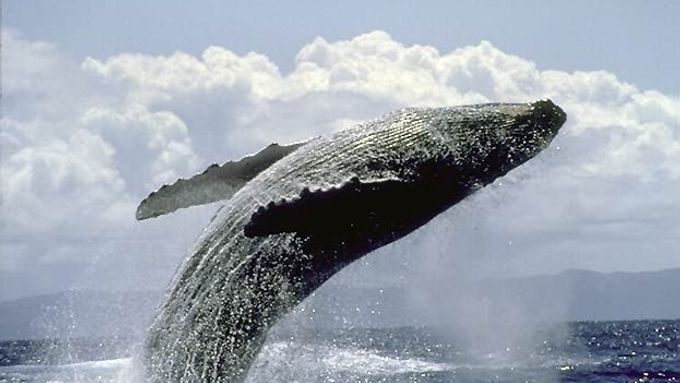 K polským břehům Baltského moře zabloudila velryba. Naposledy se kytovec v Gdaňské zátoce objevil v 70. letech.
