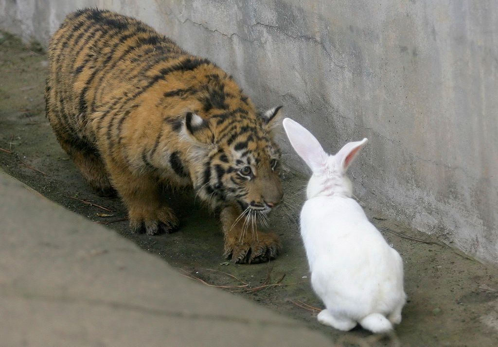 Zvířata v zoo - tygr a králík