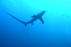 Konec s lovem žraloků, řekly Marshallovy ostrovy