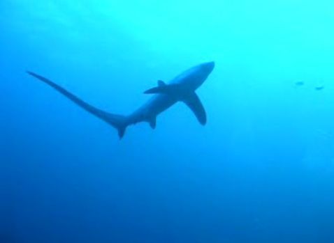 Žralok: Liškoun obecný