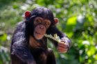 Nemocní šimpanzi hledají léčivé rostliny a pak se sami kurýrují, zjistili vědci