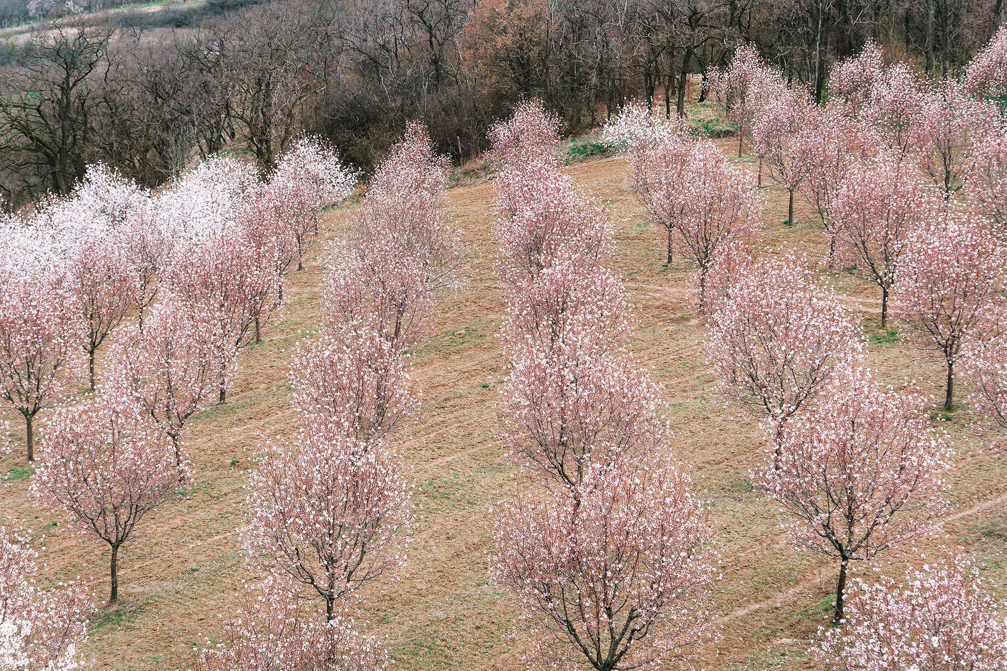 Mandloňové sady v Hustopečích v plném květu, březen 2024