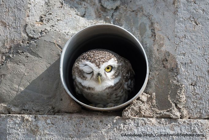 Vítězové soutěže Comedy Wildlife Photography Awards 2022