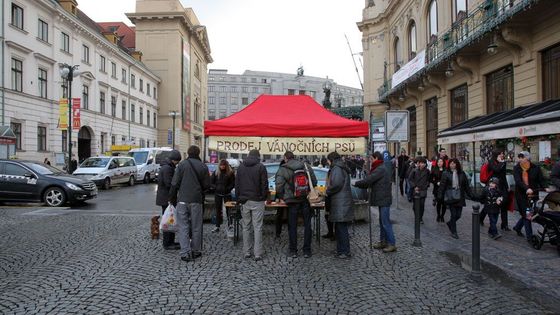 Prodej předvánočních psů zahájen