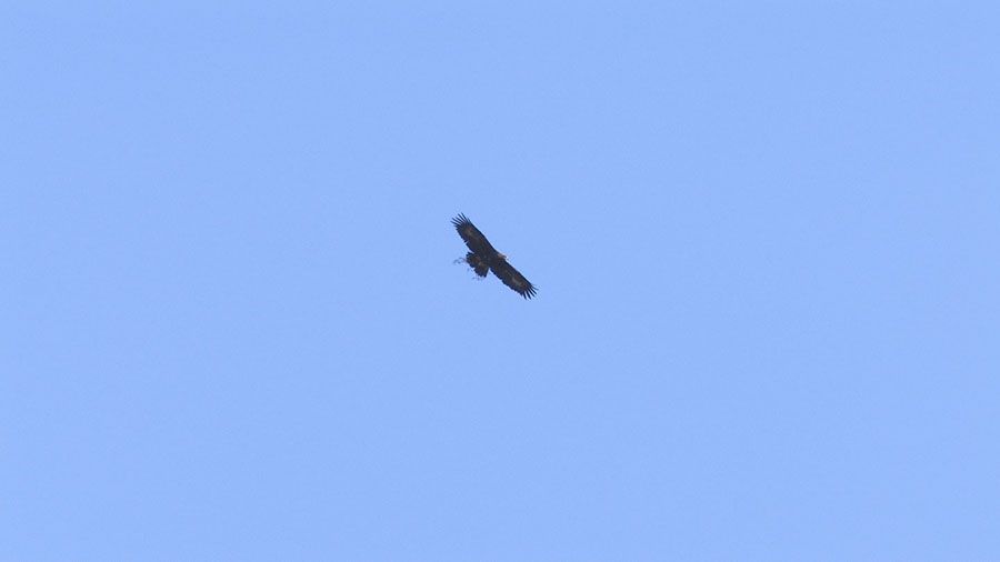 Filoména a David se pokouší zahnízdit