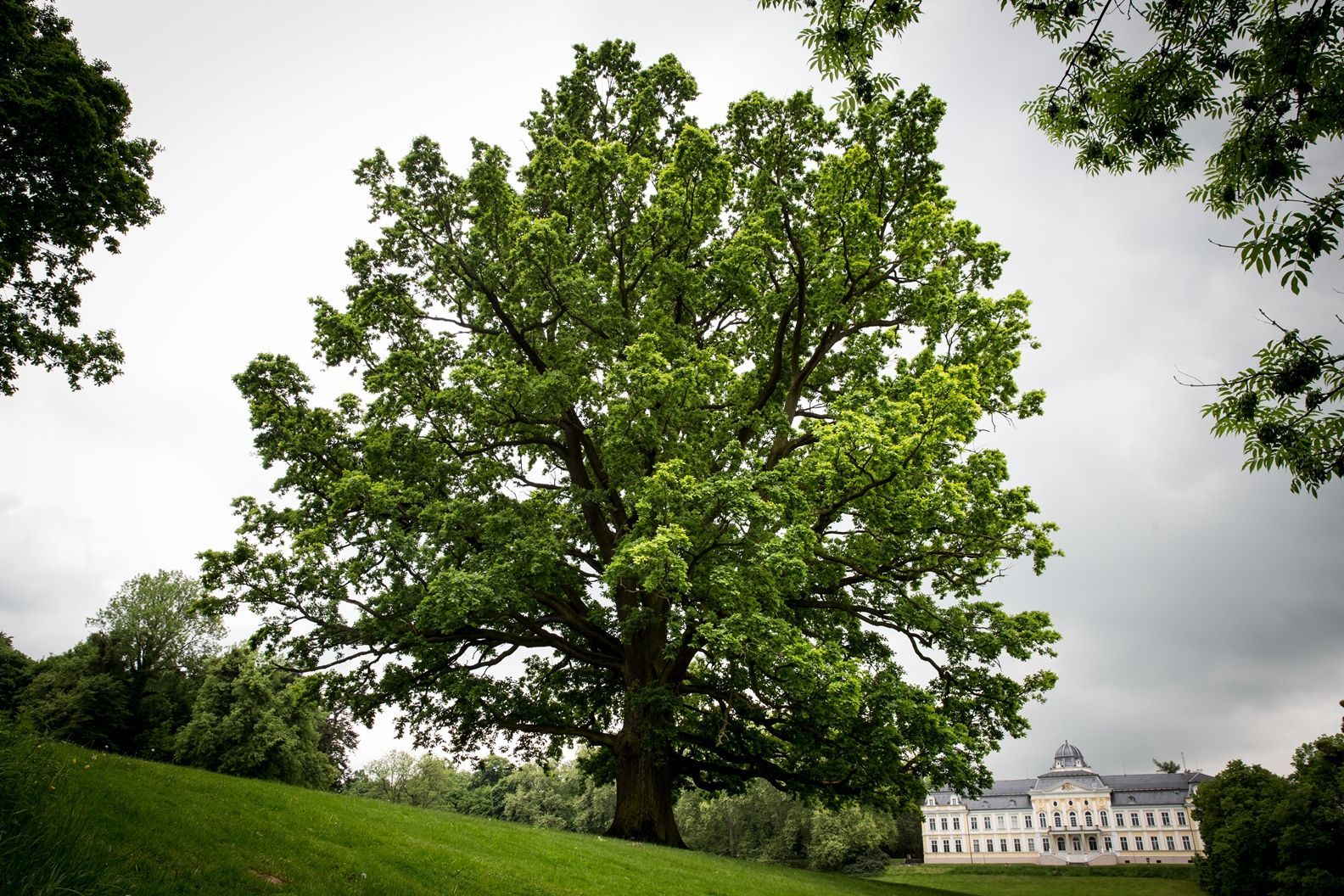 Strom roku 2015 - Dub v zámeckém parku Šilheřovice