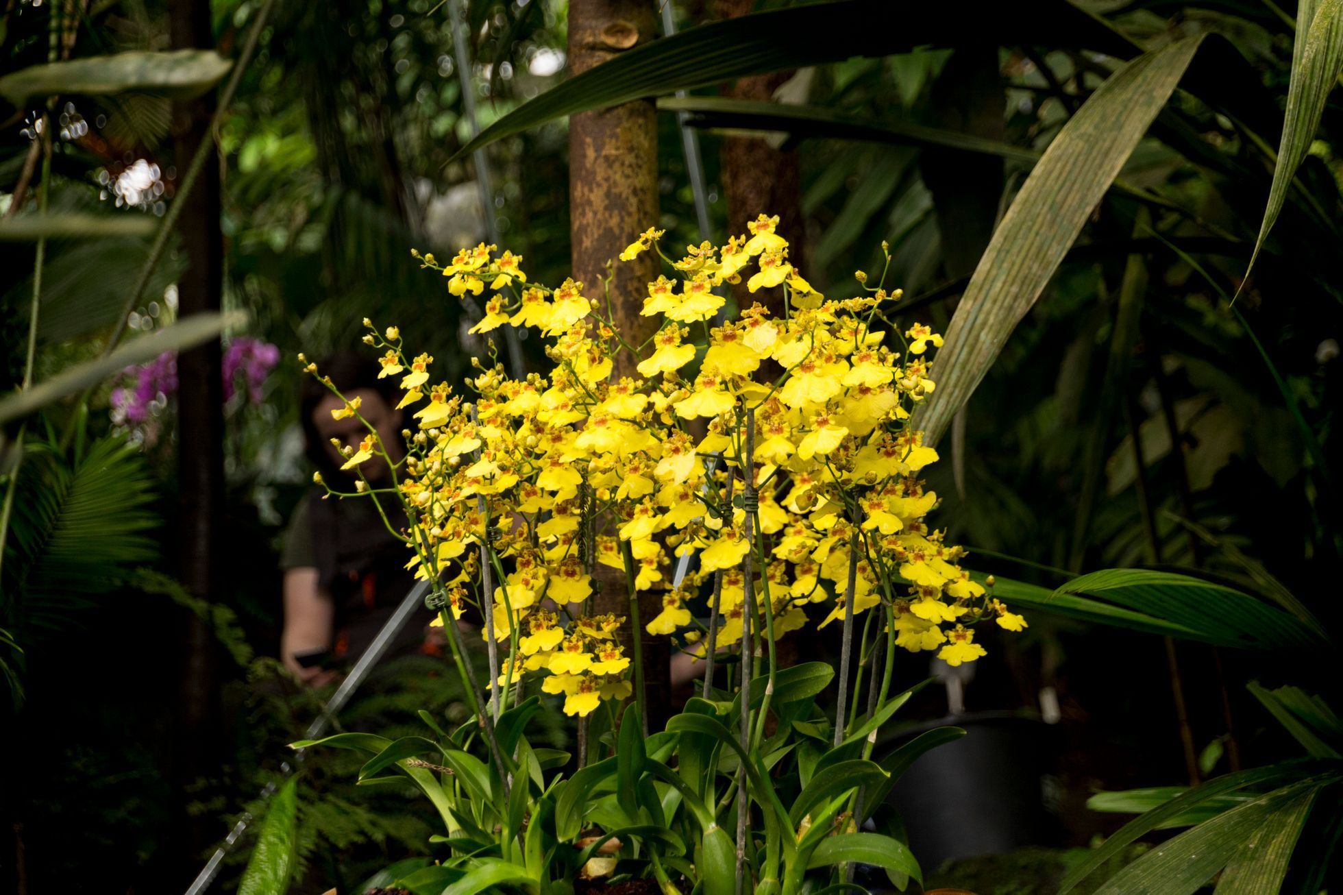 Výstava orchidejí v botanické zahradě