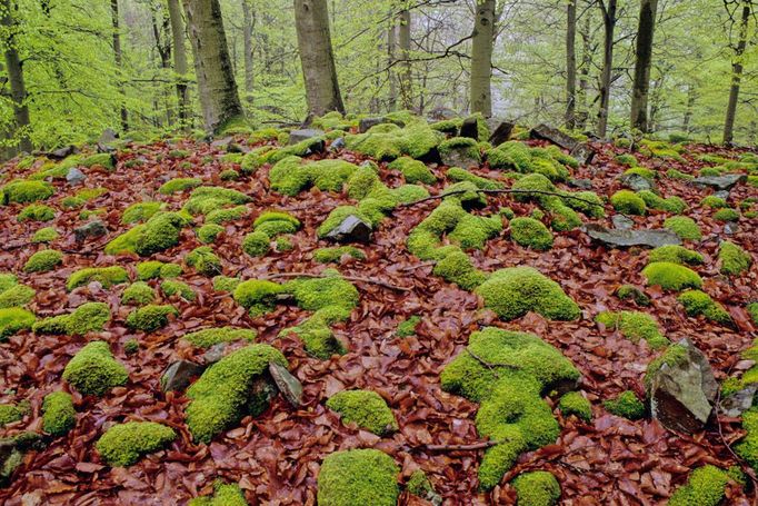 ROZŠÍŘENÍ UŽ "ZAVEDENÉ" POLOŽKY : Dosavadní přírodní památka Bukové lesy v Karpatech byla rozšířena i na pozůstalé bukové lesy v různých regionech Německa