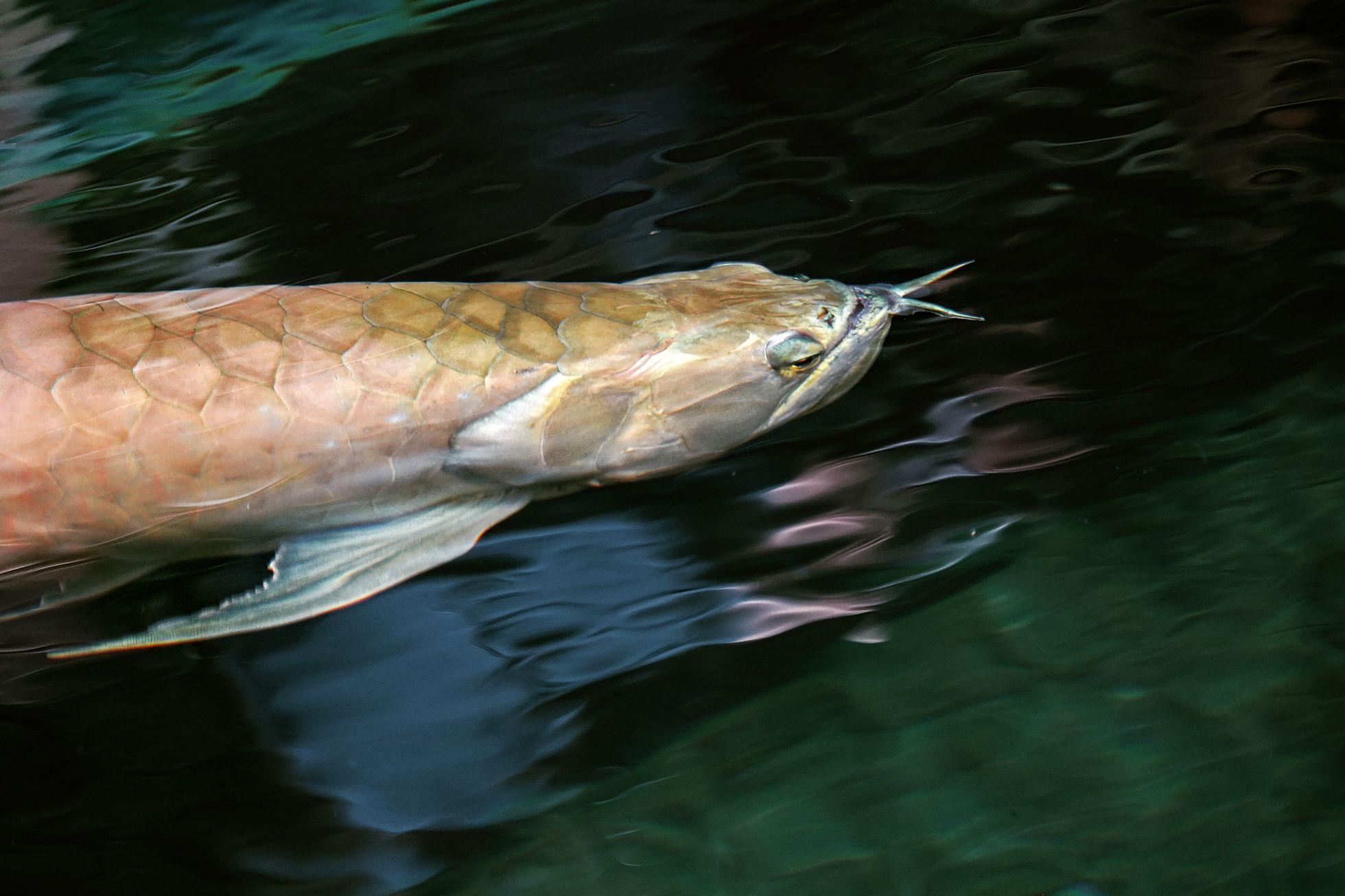 Motýli v Botanické zahradě v pražské Tróji, květen 2023