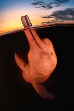 Absolutním vítězem soutěže Underwater Photographer of the Year se stal tento snímek delfínovce, jehož autorkou je Američanka Kat Zhouová.