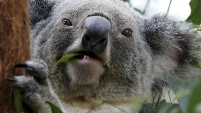 Dospělá koala si pochutnává na eucaplyptu