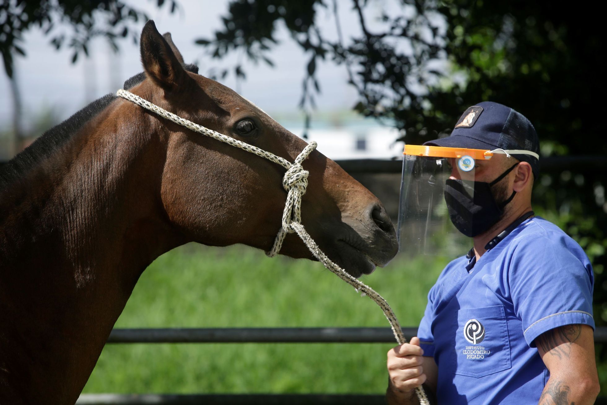 kůň koně costa rica koronavirus protilátky