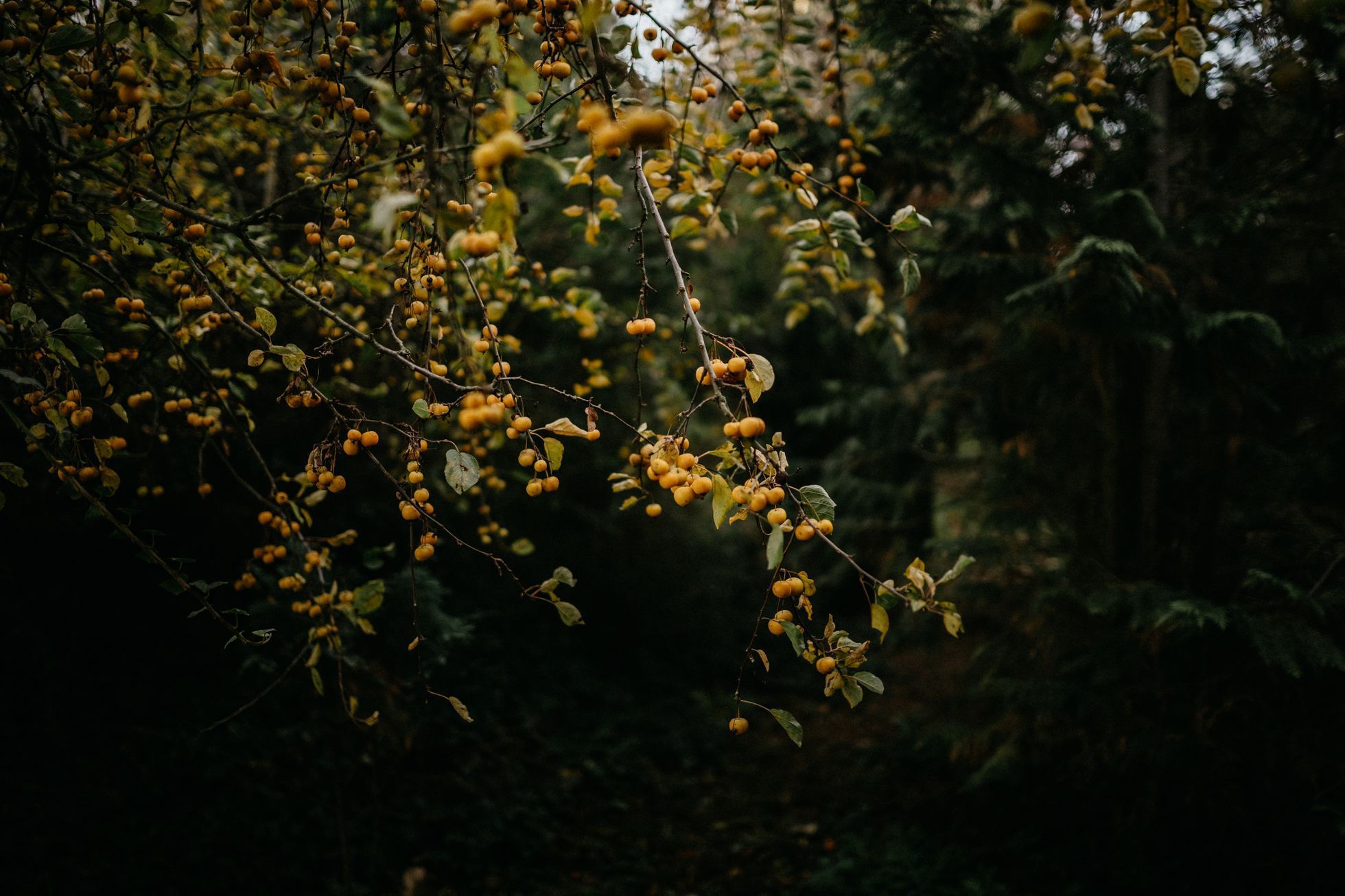 hřbitov Bohnice hřbitov bláznů