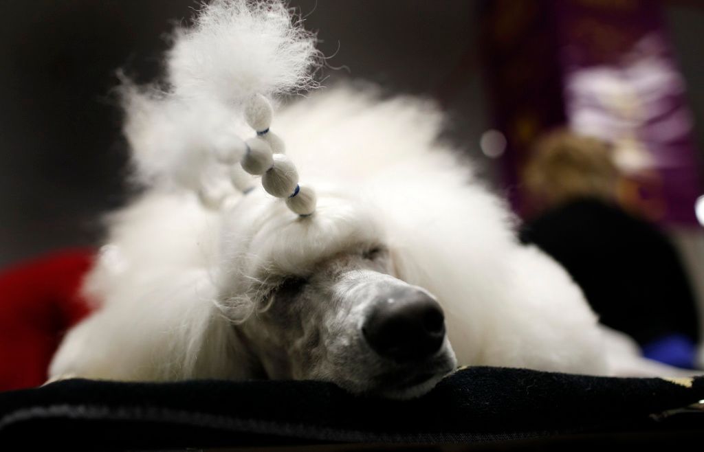 Westminster Kennel Club Dog Show