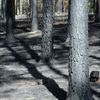 Spálený les u Bzence