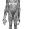 Ardipithecus ramidus
