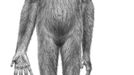 Pravděpodobná podoba slečny Ardi (Ardipithecus ramidus).