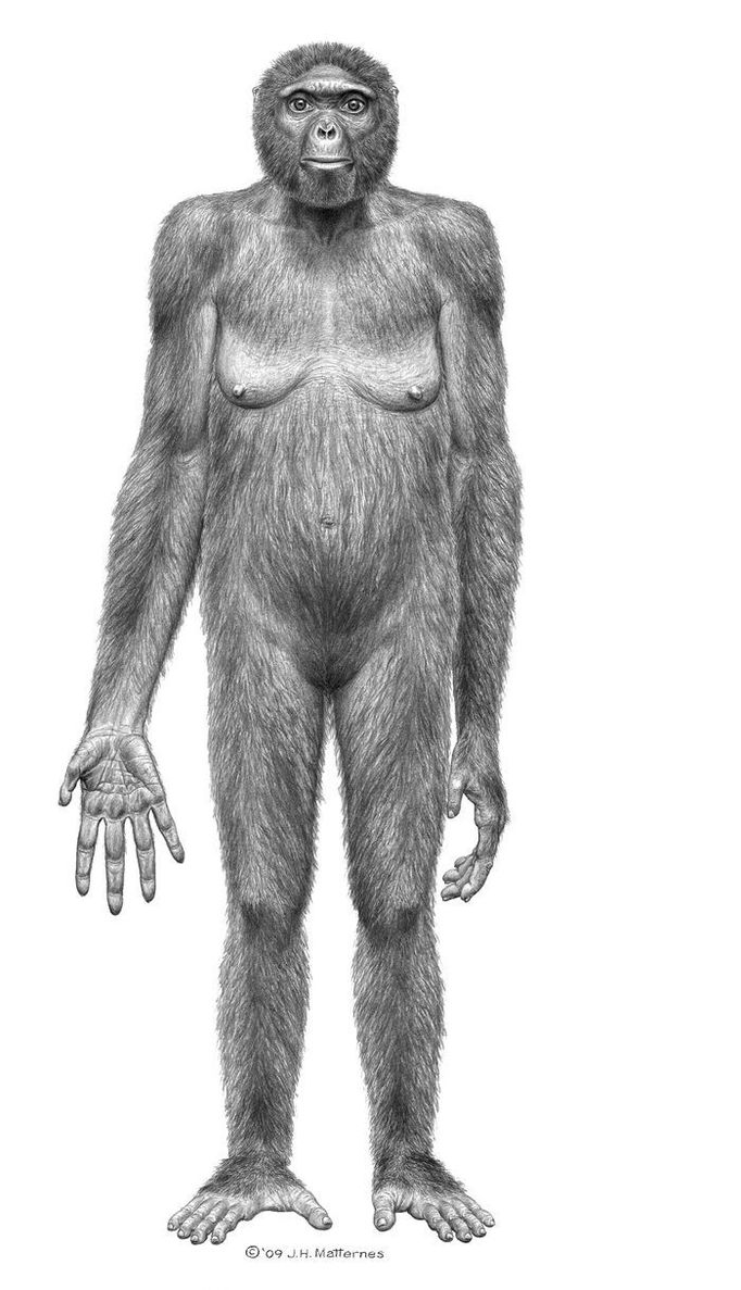 Pravděpodobná podoba slečny Ardi (Ardipithecus ramidus).