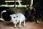Trpasličí kráva váží jen 26 kilo. Lidé porušují lockdown, aby ji viděli naživo