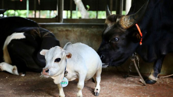 Trpasličí kráva Rani váží pouhých 26 kilogramů. Na farmu v Bangladéši se na ni jezdí dívat tisíce lidí