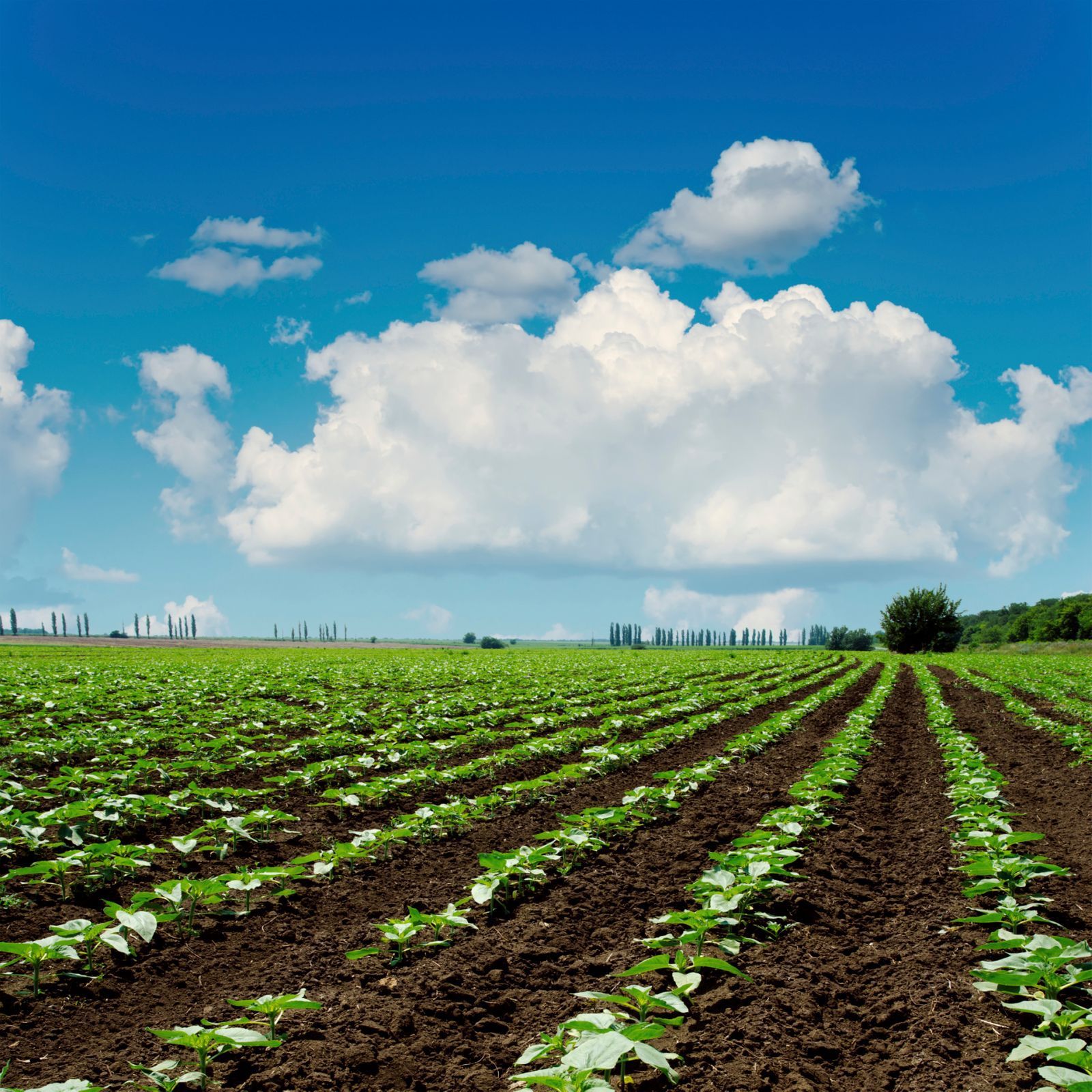Zemědělství, slunečnicové pole, ilustrační foto