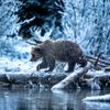 Wildlife Photographer of the Year, nominace na cenu veřejnosti