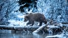 Wildlife Photographer of the Year, nominace na cenu veřejnosti