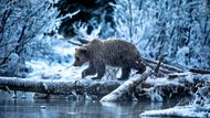 Andy Skillen (Spojené království): "Lední" medvěd přichází. Canon EOS 1D X, objektiv EF 200-400 mm f/4 s telekonvertorem 1,4x; 1/250 s;  f5.6; ISO 800.