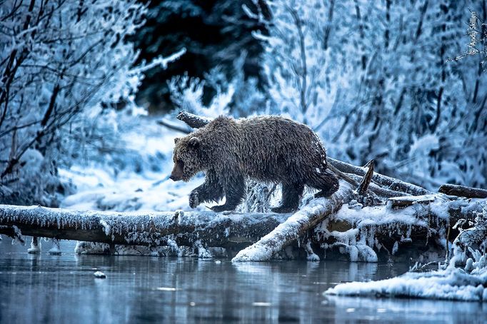 Wildlife Photographer of the Year, nominace na cenu veřejnosti