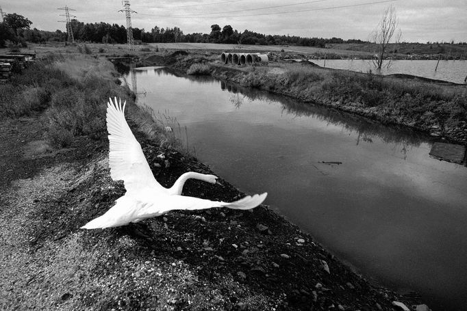 Labuť žijící na odkališti haldy dolu Bielszowice. Ruda Śląska 2002