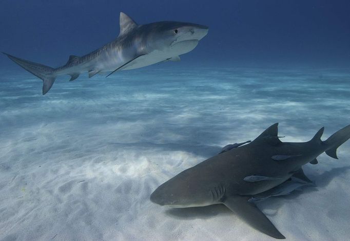 Student 3rd Place Austin Gallagher, Florida Juvenile tiger shark, Galeocerdo cuvier, and lemon shark, Negaprion brevirostris Bahamas