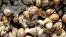 Snails (Helix Aspersa) sit in a basket in a farm in Vienna July 10, 2013. Andreas Gugumuck owns Vienna's largest snail farm, exporting snails, snail-caviar and snail-liver all over the world. The gourmet snails are processed using old traditional cooking techniques and some are sold locally to Austrian gourmet restaurants. Picture taken July 10, 2013. REUTERS/Leonhard Foeger (AUSTRIA - Tags: ANIMALS FOOD SOCIETY) Published: Čec. 16, 2013, 11:17 dop.