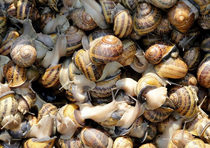 Snails (Helix Aspersa) sit in a basket in a farm in Vienna July 10, 2013. Andreas Gugumuck owns Vienna's largest snail farm, exporting snails, snail-caviar and snail-liver all over the world. The gourmet snails are processed using old traditional cooking techniques and some are sold locally to Austrian gourmet restaurants. Picture taken July 10, 2013. REUTERS/Leonhard Foeger (AUSTRIA - Tags: ANIMALS FOOD SOCIETY) Published: Čec. 16, 2013, 11:17 dop.