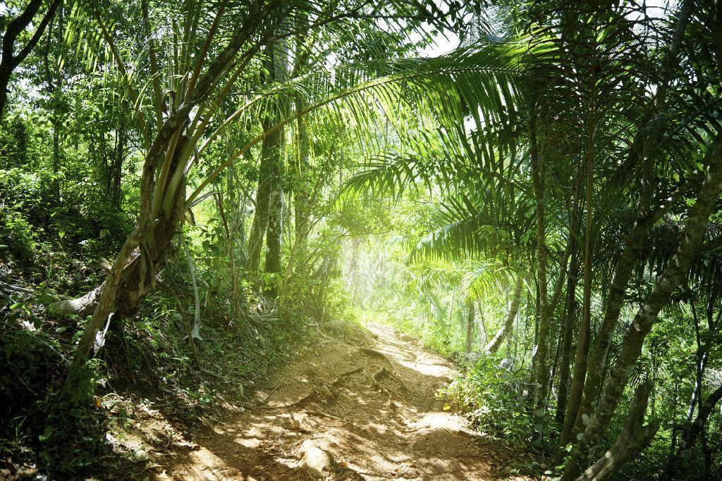 džungle, Dominikánská republika