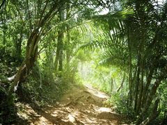 džungle v Dominikánské republice