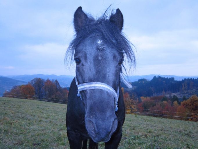 Je tady hezky, ale jsem tady nějak sám... Snímek ze Vsetínska.