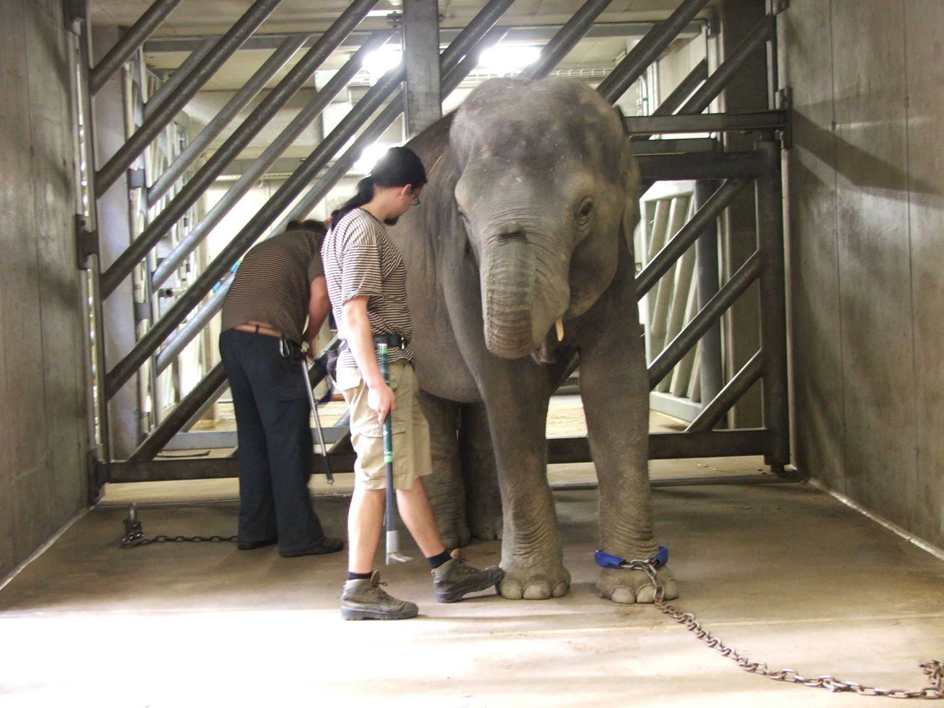 Údolí slonů - ZOO Praha