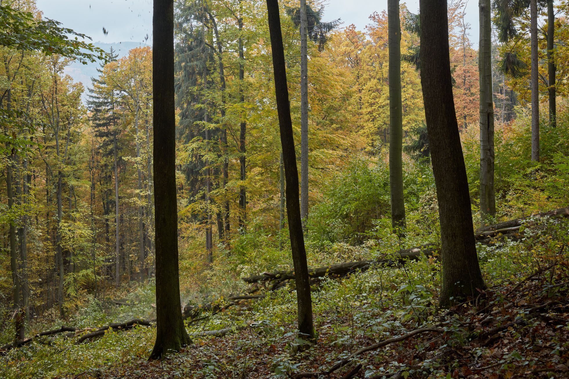 Výstava Dělat les vychází ze současného stavu lesního hospodářství. Představuje hlavní momenty lesní výroby, péče o les a těžby.