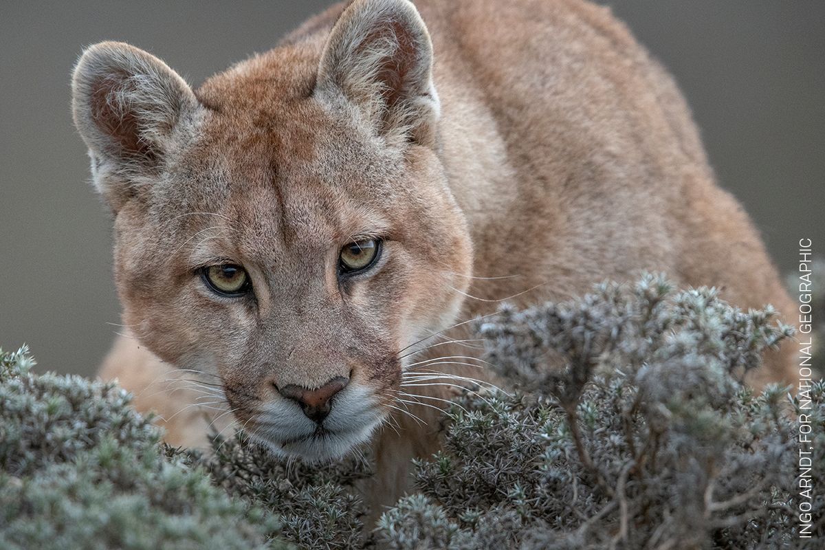Nominace na World Press Photo - kategorie Příroda