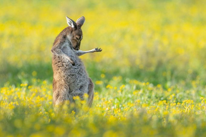 Vítězové soutěže Comedy Wildlife Photography Awards 2023