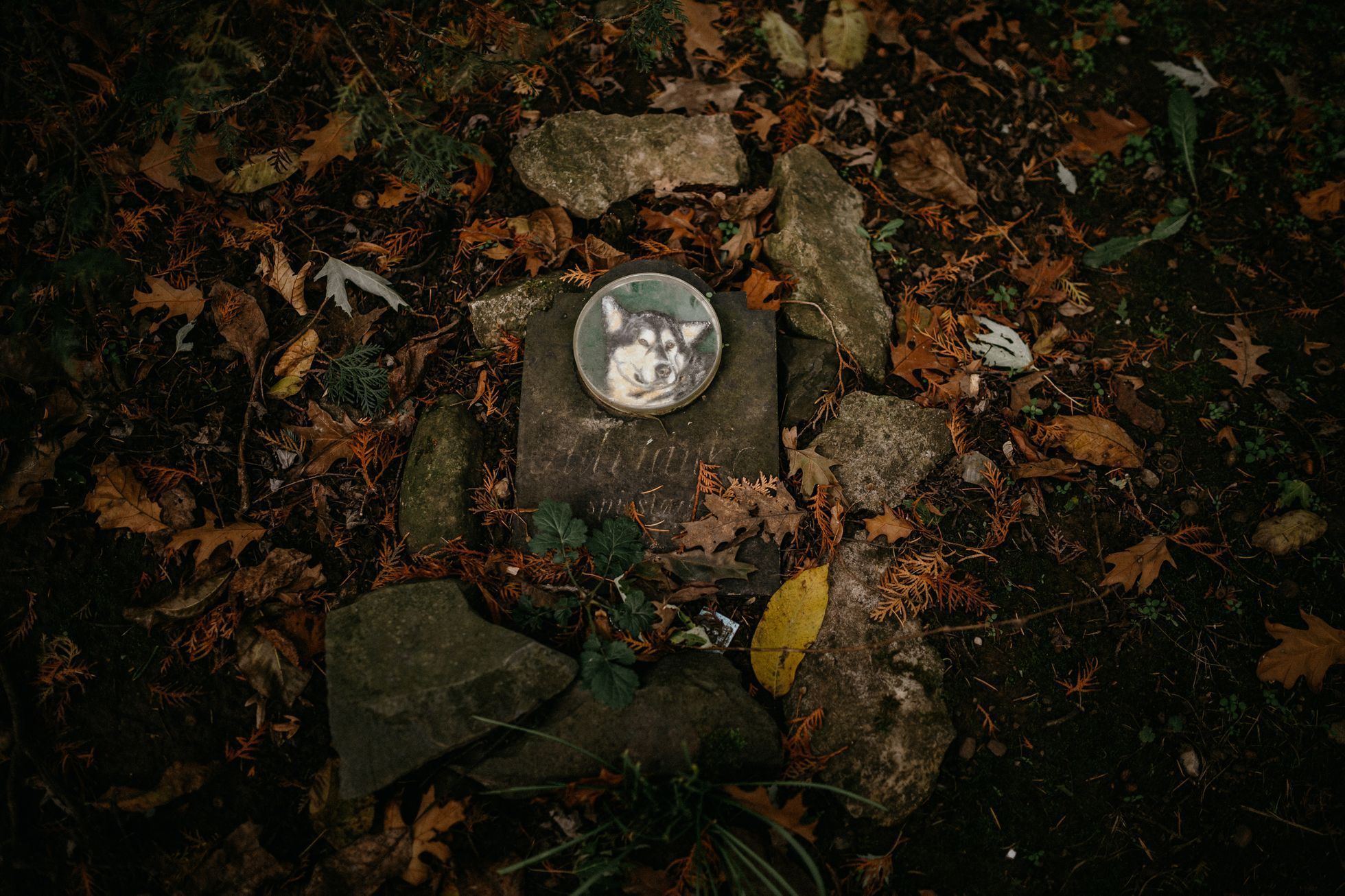 hřbitov Bohnice hřbitov bláznů