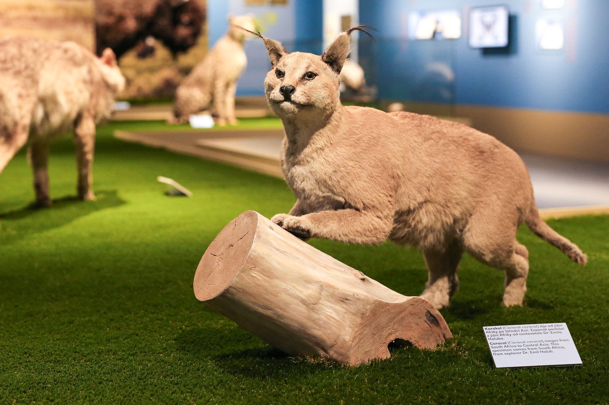 Zahájení přírodopisné výstavy Světlo a život v Nové budově Národního muzea