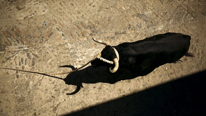 Od začátku letošního července podlehlo zraněním při bězích s býky v rámci španělských slavností už sedm lidí. Naposledy šestatřicetiletý Jose Alberto Penas Lopez, radní městečka Traspinedo.