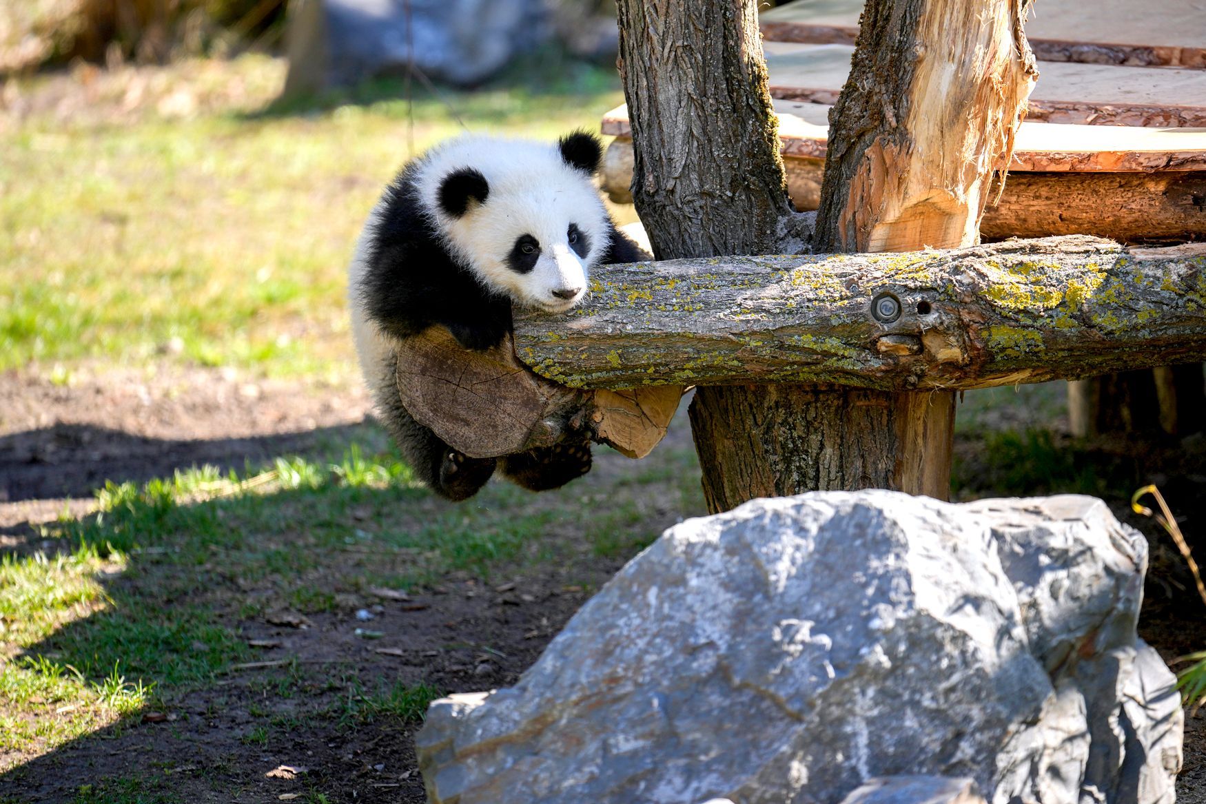 Berlin, ZOO, Panda