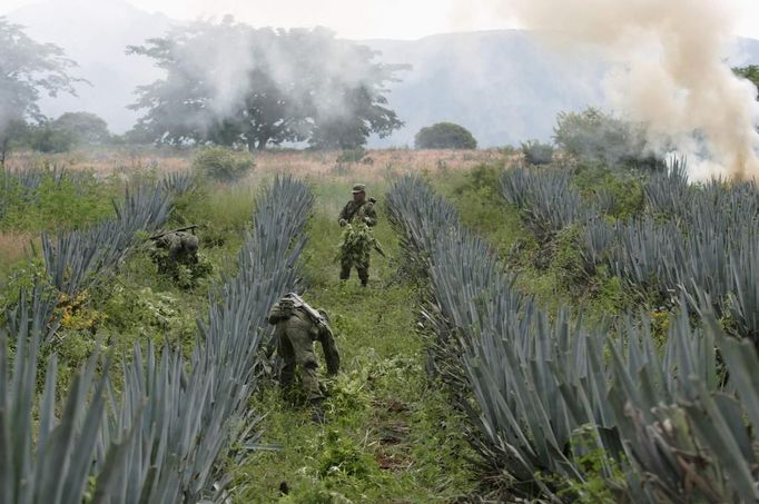 Soldiers destroy marijuana plants during a military operation at Tequila in Jalisco September 27, 2012. According to military authorities, Mexican troops found 40 hectares of marijuana planted between maize and agave as well as a house used for processing drugs. REUTERS/Alejandro Acosta (MEXICO - Tags: DRUGS SOCIETY) Published: Zář. 28, 2012, 1:35 dop.