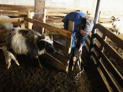 Anna Runolfsová má starosti: v příštích týdnech se na její ovčí farmě narodí stovka jehňat