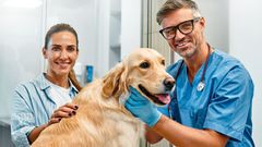 pes, veterina, pilulka, léky, zvíře