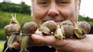 Snail breeder, hotelier and gastronome Stefan Charlier presents some snails at his "Pfalzschnecke" snail breeding farm in Gruenstadt-Asselheim, southwestern Germany, 26 June 2007. The snails (helix pomatia) can reach a length up to 10 centimeters and a weight of about 30 grams each and usually end their lives in cooking pots of gourmet restaurants. AFP PHOTO DDP/TORSTEN SILZ GERMANY OUT