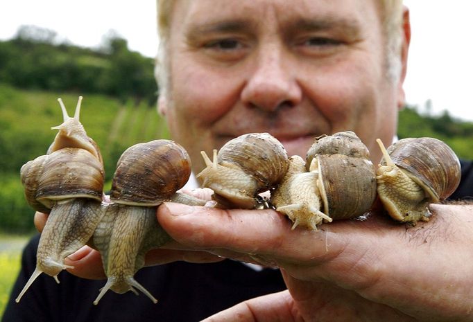 Snail breeder, hotelier and gastronome Stefan Charlier presents some snails at his "Pfalzschnecke" snail breeding farm in Gruenstadt-Asselheim, southwestern Germany, 26 June 2007. The snails (helix pomatia) can reach a length up to 10 centimeters and a weight of about 30 grams each and usually end their lives in cooking pots of gourmet restaurants. AFP PHOTO DDP/TORSTEN SILZ GERMANY OUT