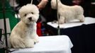 Crufts Dog Show (Birmingham)